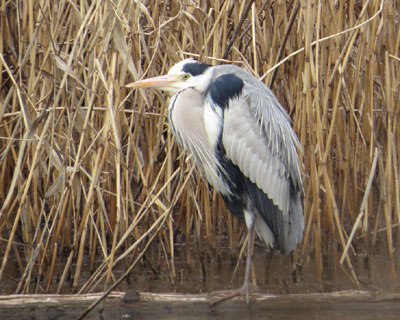 ���������Ȃ��A�I�T�M