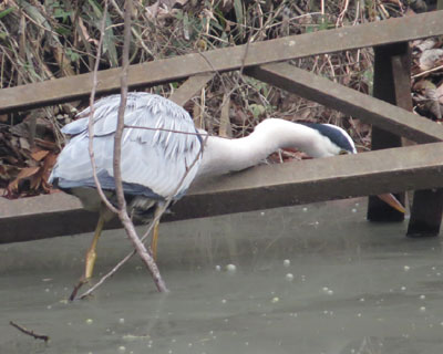 ���܂ɓ����Ƃ���܂�