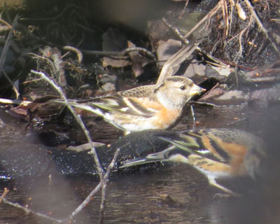 ���ɂ����A�g��