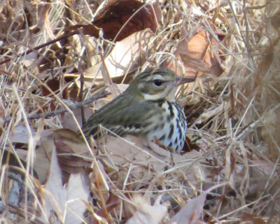 ���܂�r���Y�C