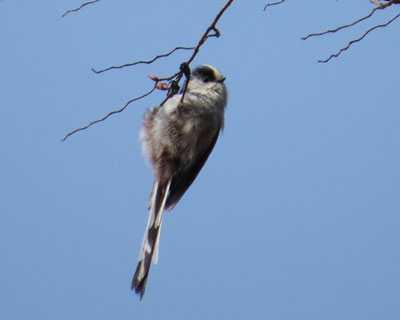 �G�i�K�̓M���b