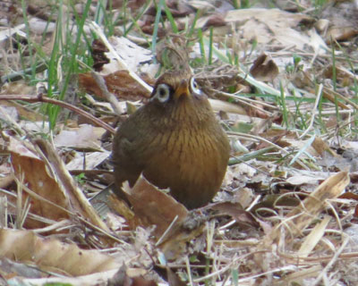 �K�r�`���E�̐��ʊ�