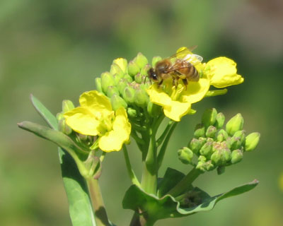 �؂̉Ԃ��炢��