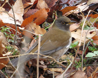 �n�R�����ȃV���n��