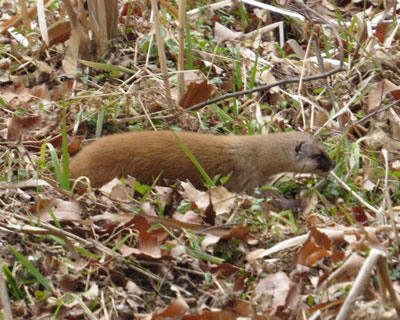 �ђ��̂悤�ȃC�^�`