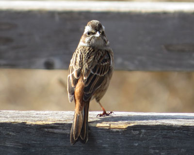 �E�t�t�ȃz�I�W��