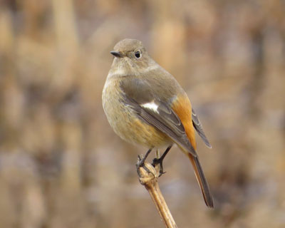 �L�w�ȃW���r�q