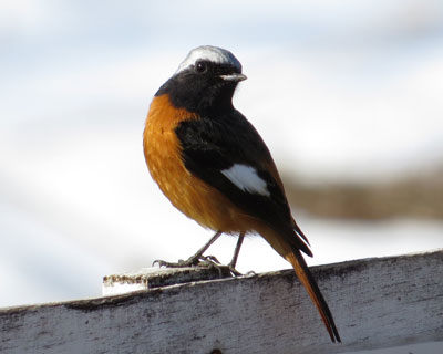 �ɂ�����W���r��