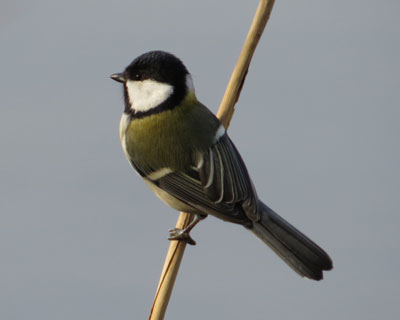 �������ȃV�W���E�J��