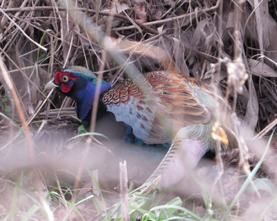 ���������Ɩڗ��L�W