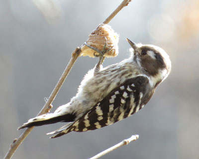 �J�}�L������H���R�Q��