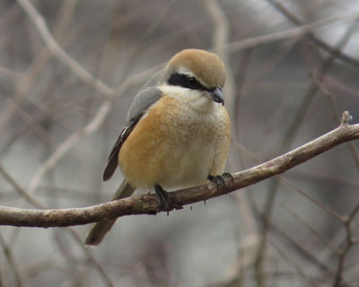 ���킢�����Y��