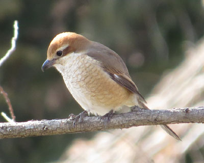 �����Ƃ��킢�����Y�q