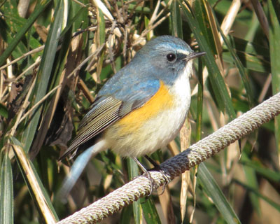 �����ۃs���s���̃�����