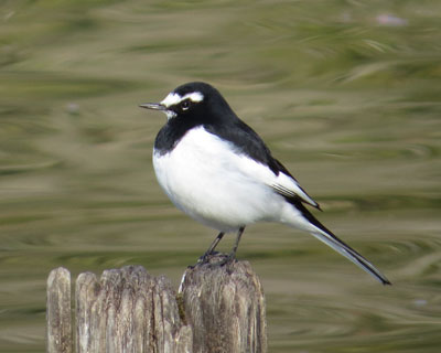 �����������Ȃ��Z�O���Z�L���C