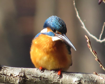 �J���Z�~�͓��f�J��