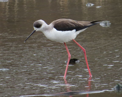 �Z�C�^�J�V�M�͏r��