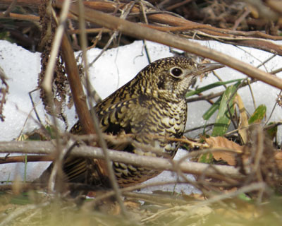 ���ɋ߂��g���c�O�~