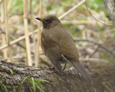 ���N�͏��Ȃ������A�J�n��