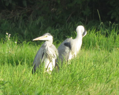 �Ă̓T�M�V�[�Y��