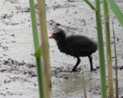 ����q�o��