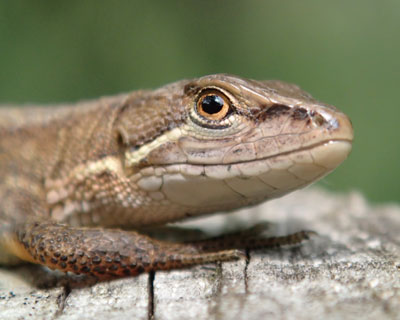 ���킢���J�i�w�r�����