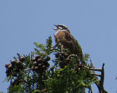 �����C���̃z�I�W��