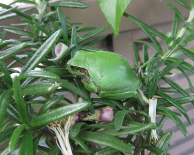 ������͂ݏo�����ɃA�}�K�G��