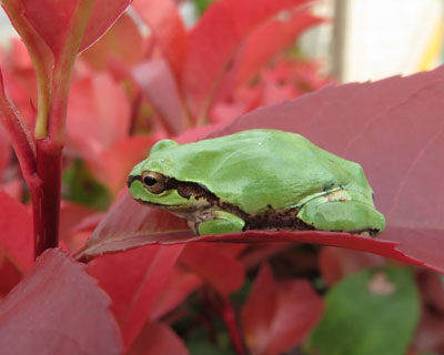 ���̕��ɂ��A�}�K�G��