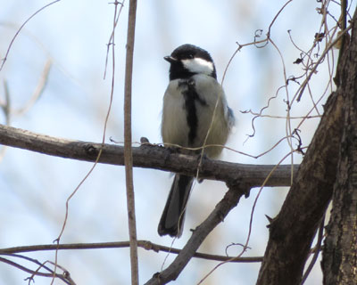 �������C�ȃV�W���E�J��