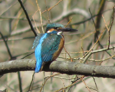 �~�͂悭�����J���Z�~