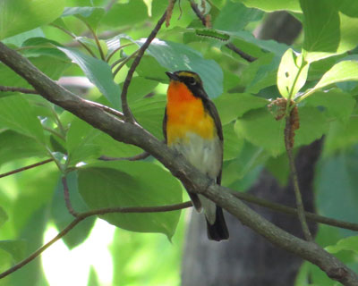 �`���b�ƃL�r�^�L