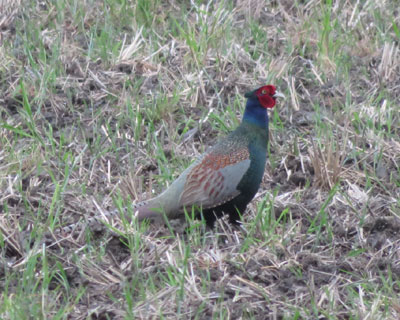 �Ȃ����c��ڂ�����L�W