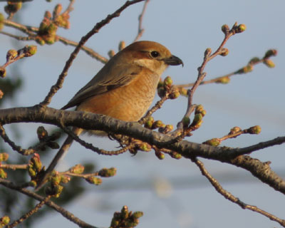 �����炢�Ďp�����������Y