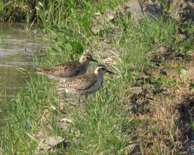 ���i�O���H