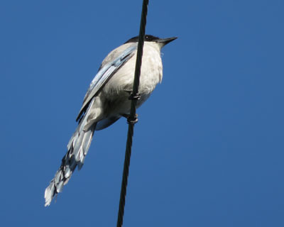 �����Ⴄ���Ⴂ��I�i�K