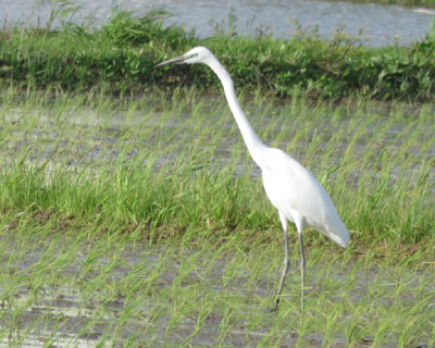 �_�C�T�M���悭����