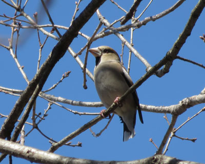 ���N�Ō�̃V��