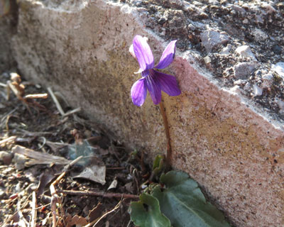 ���N�����̑O�ɍ炭�����X�~��