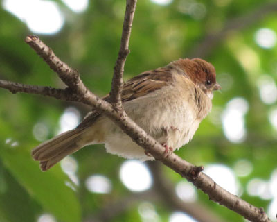 �}�ɂ������ގq�X�Y��