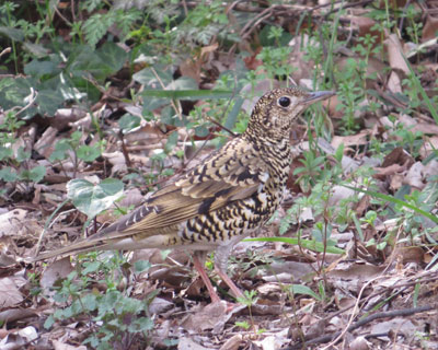 �g���c�O�~�ŏI