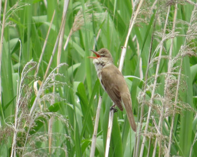 ���N�L�x�ȃI�I���V�L��