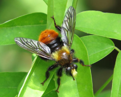 �����������`���C���I�I�C�V�A�u