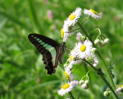 �悭��ԃA�I�X�W�A�Q�n