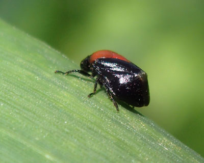 ���l�A�J�A���t�L