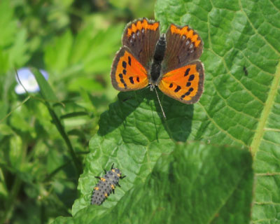 �e���g�E���V�ɉ���ċ����x�j�V�W�~