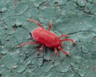 �^�J���_�j�炵��