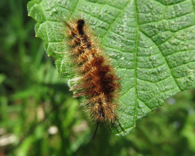 �}���h�N�K���ȁH