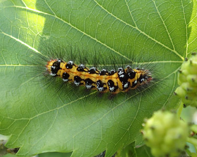 �����V���h�N�K�ۂ�