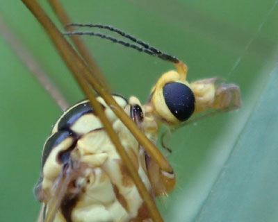 �K�K���{�̊�